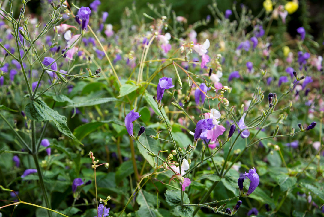 Strobilanthes attenuata