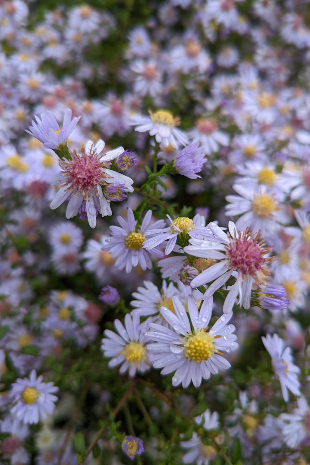 Symphyotrichum lateriflorum 'Dixter's Chloe'