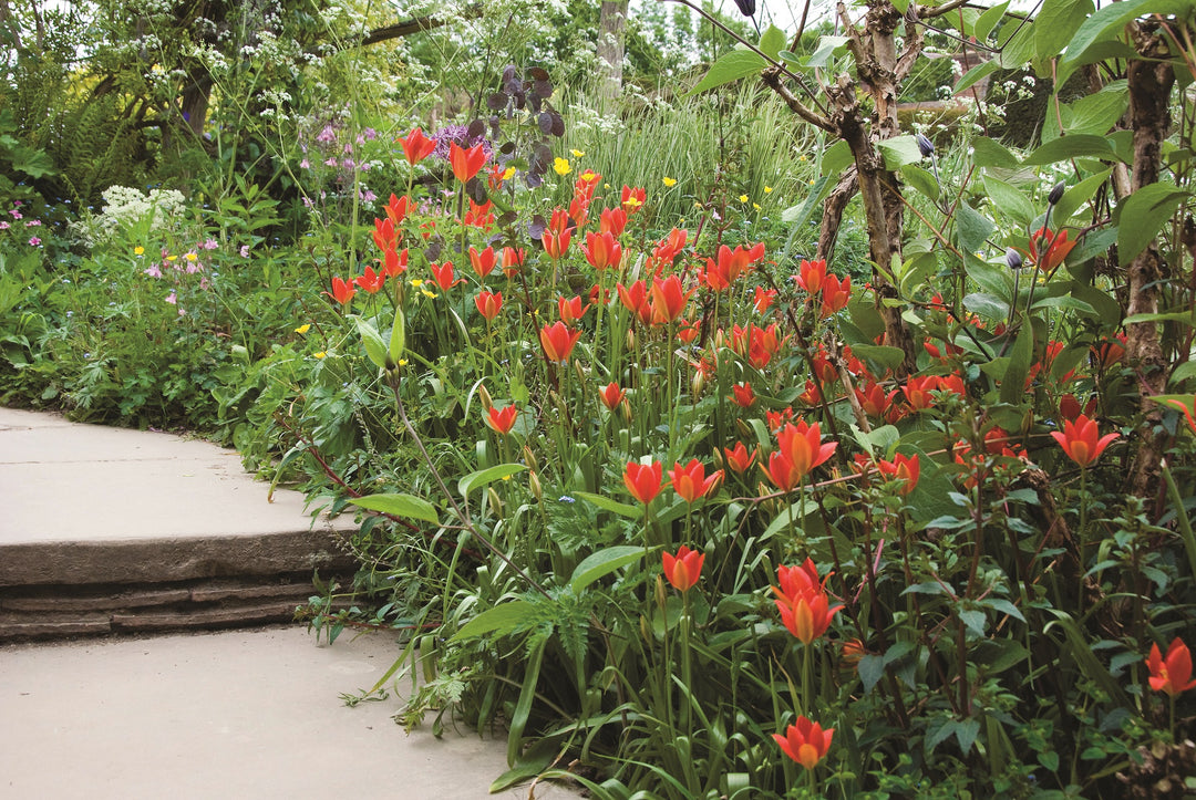 Tulipa sprengeri AGM