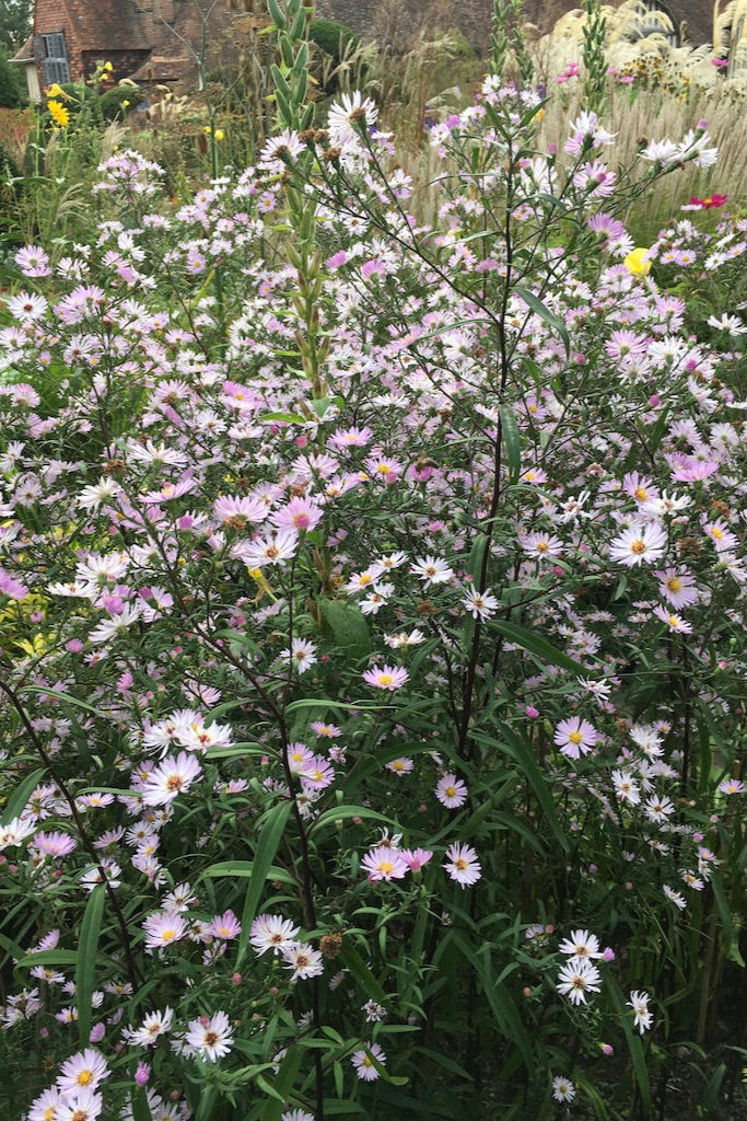 Symphyotrichum 'Les Moutiers'