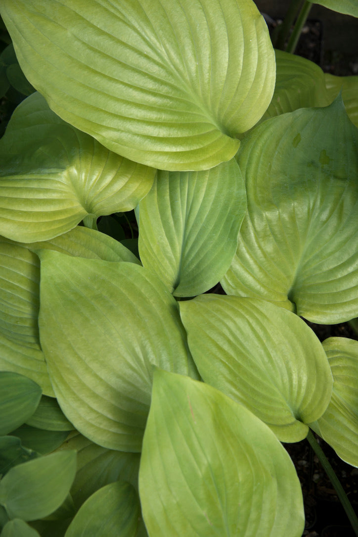 Hosta 'Sum and Substance' AGM