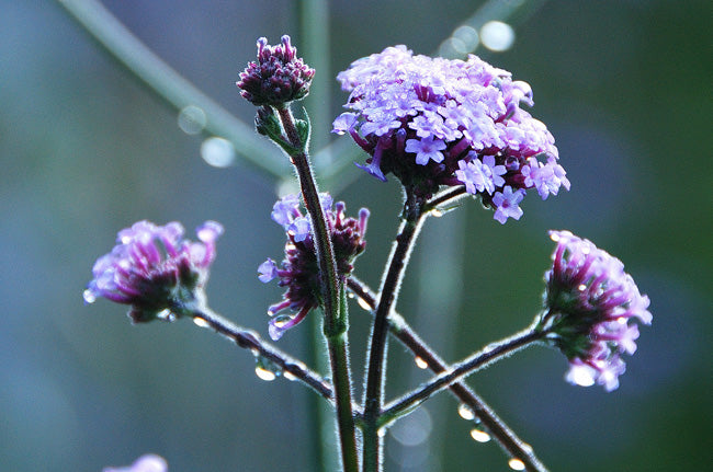 Great Dixter Seed- Verbena bonariensis