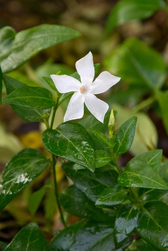 Vinca difformis