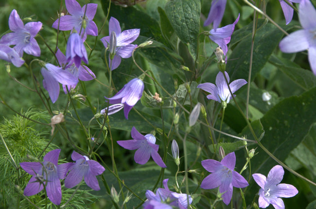 Great Dixter Seed- Campanula patula