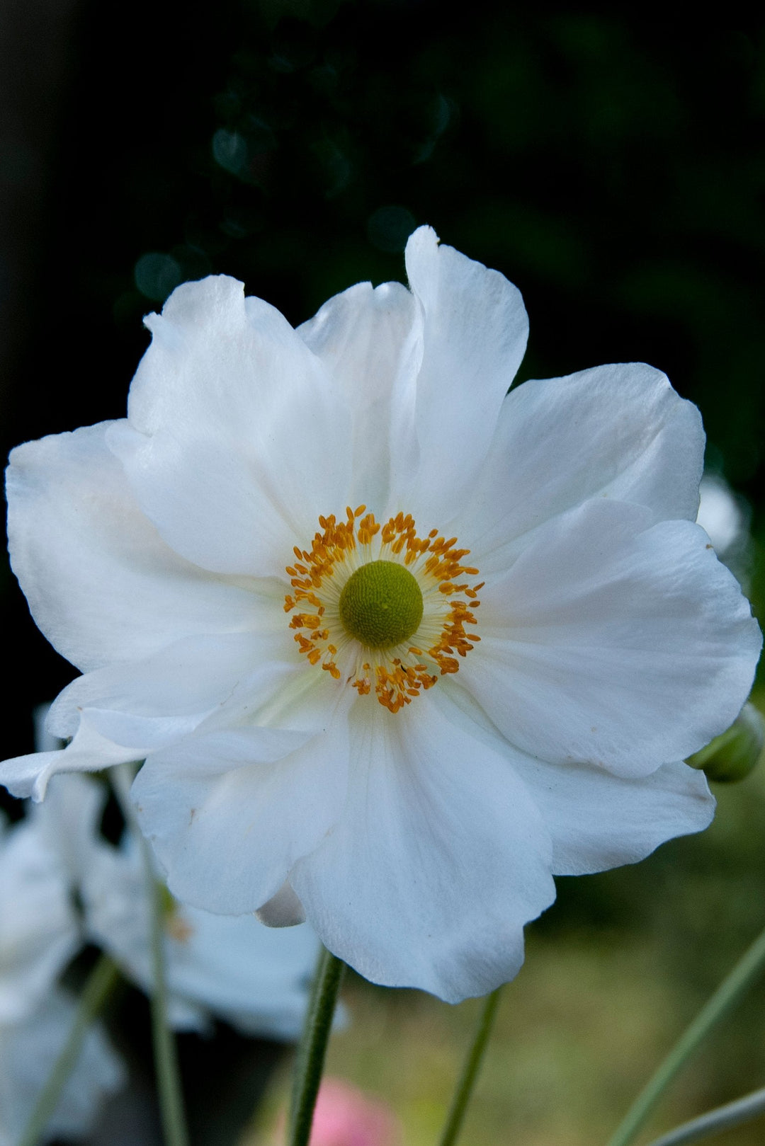 Anemone x hybrida 'Honorine Jobert' AGM