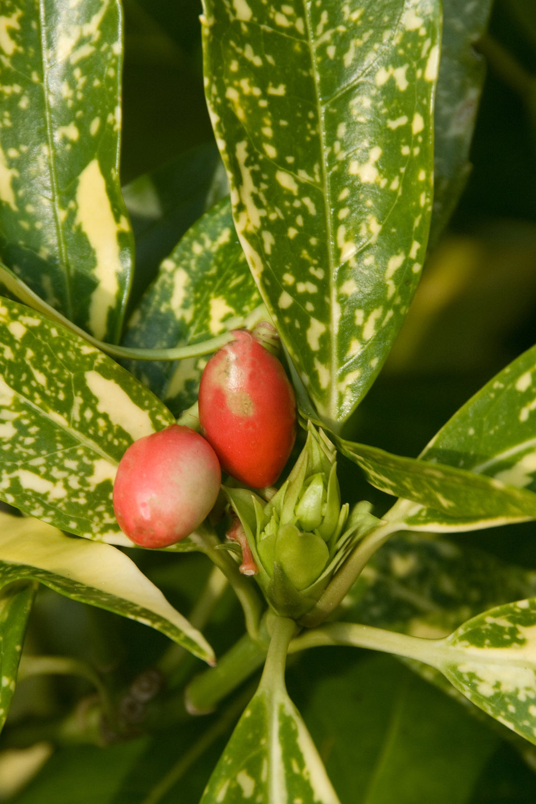 Aucuba japonica 'February Star'