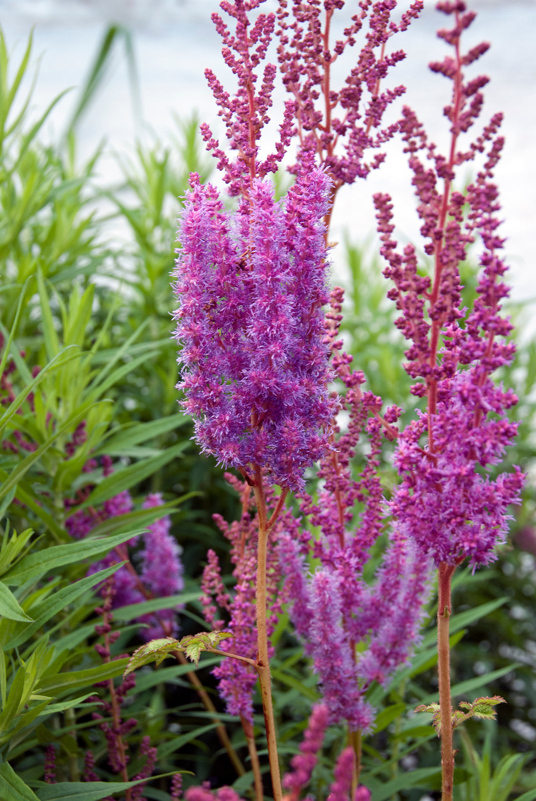 Astilbe chinensis var. taquetii 'Superba' AGM
