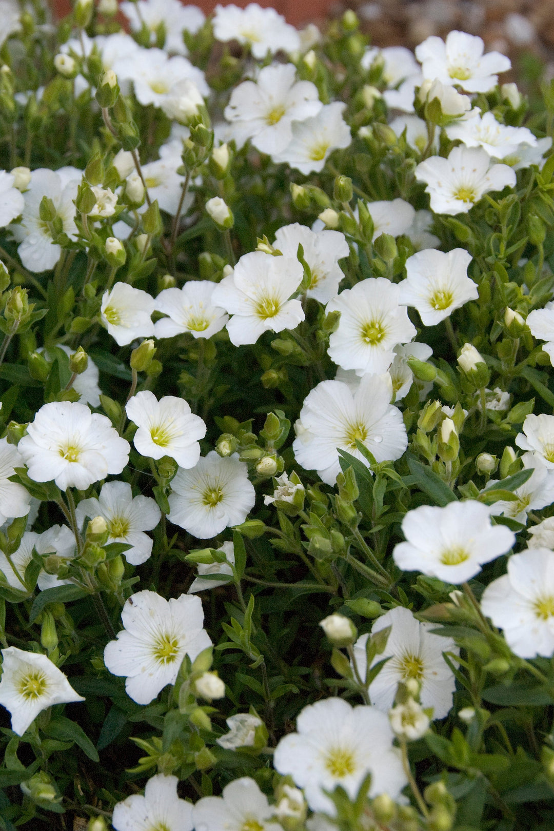 Arenaria montana AGM