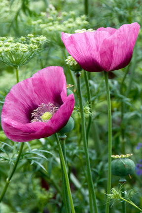 Great Dixter Seed- Papaver somniferum