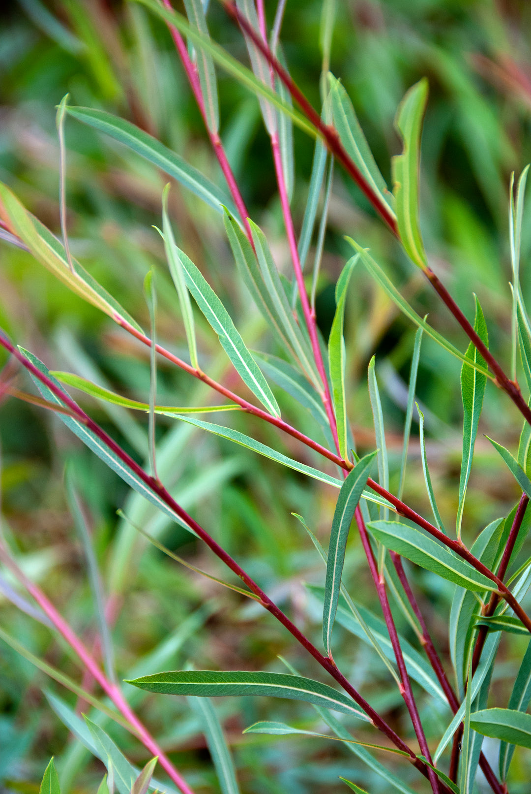 Salix purpurea 'Nancy Saunders' AGM