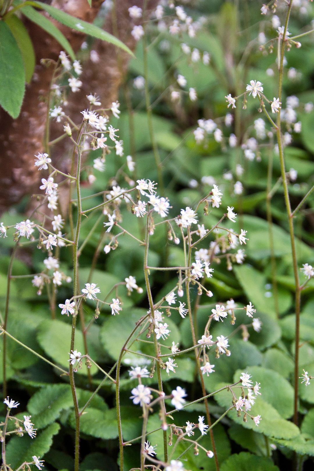 Saxifraga x geum