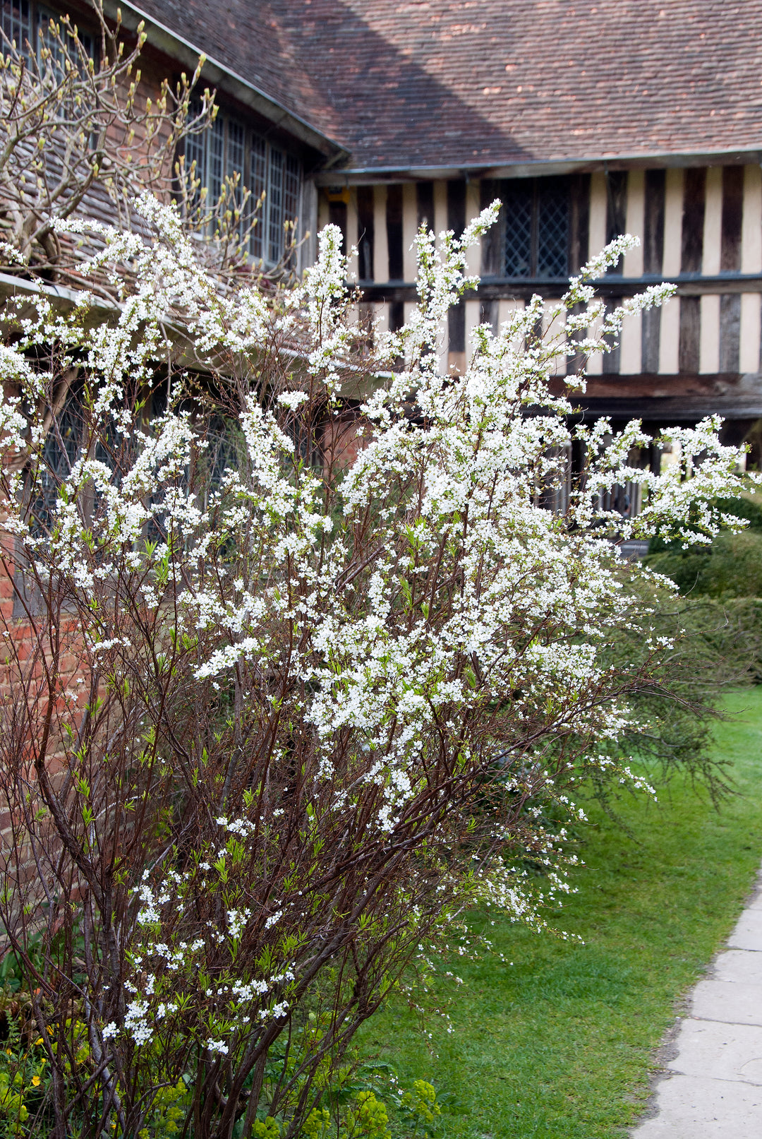 Spirea thunbergii AGM