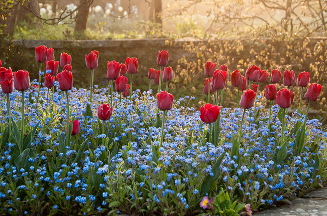Tulips Framed Postcard