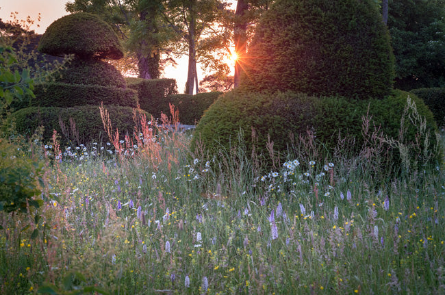 Wildflower Meadow Print