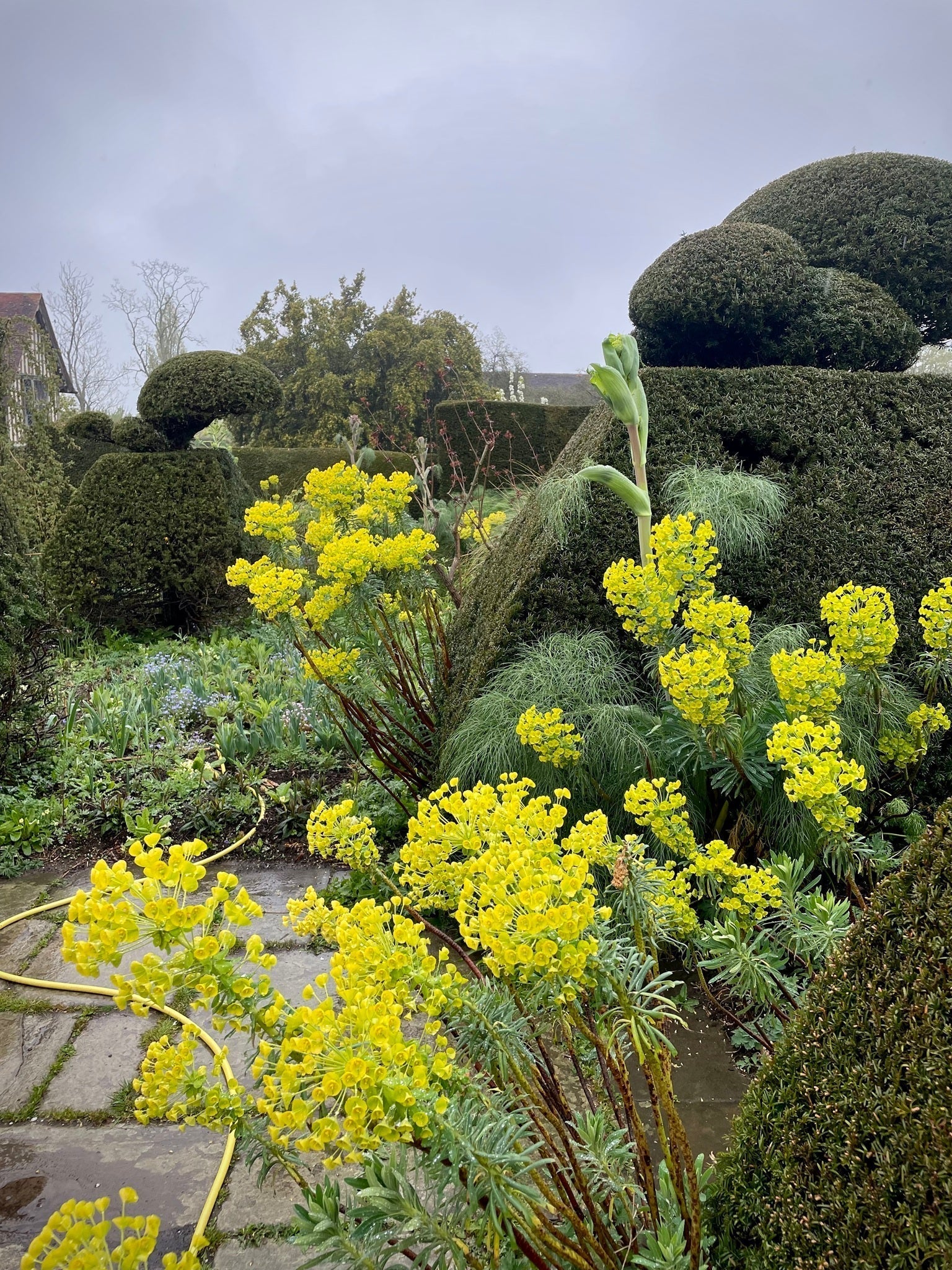 A Rare Damp Day in the Garden