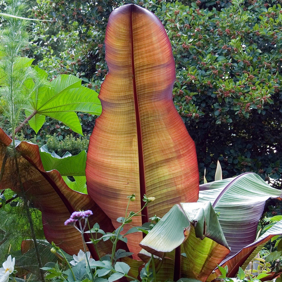 Large banana leaf