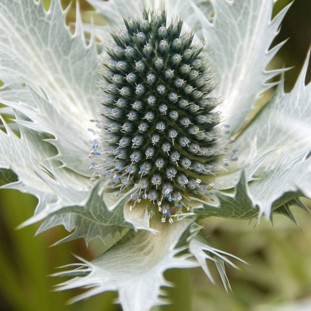 Eryignum close up