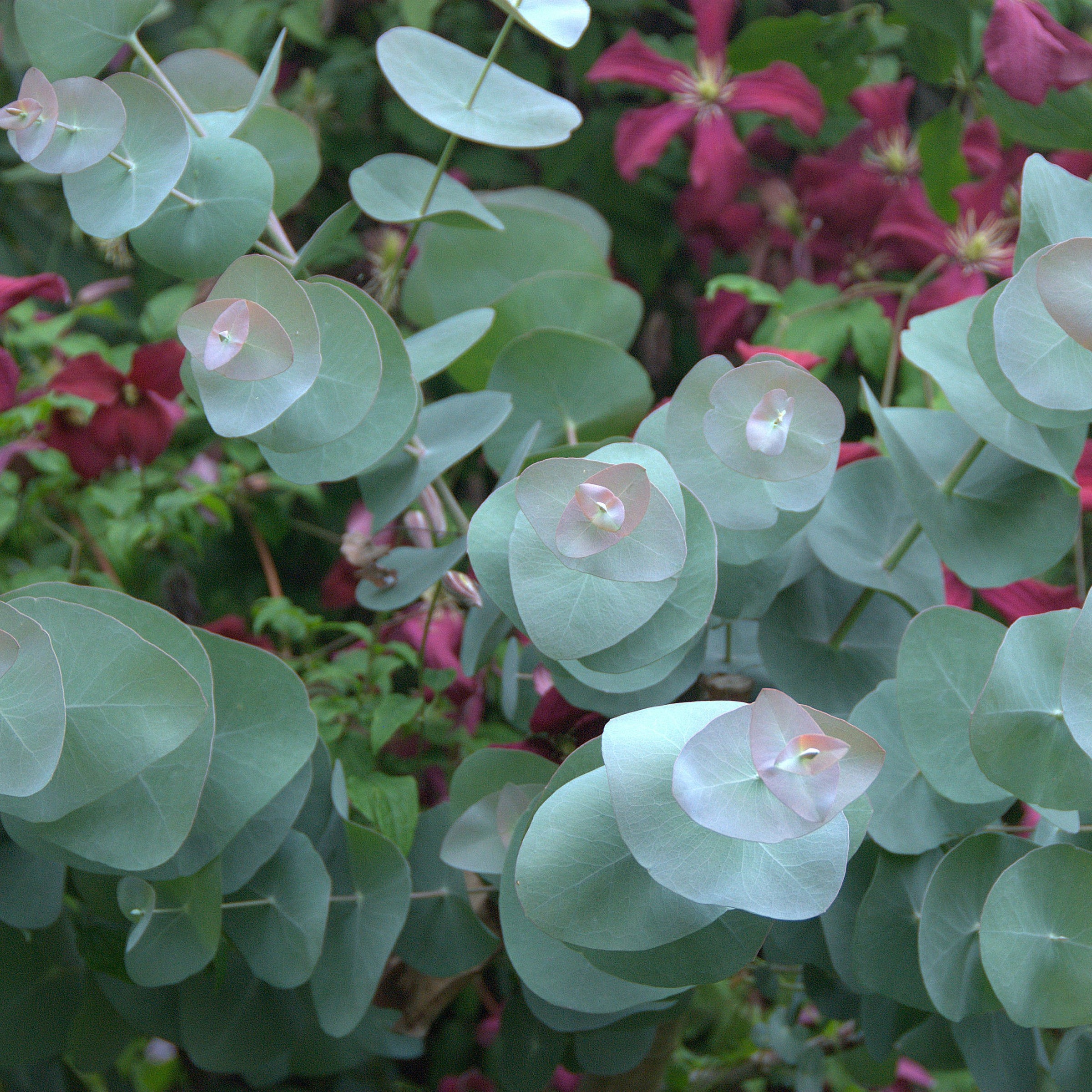 Foliage (type)