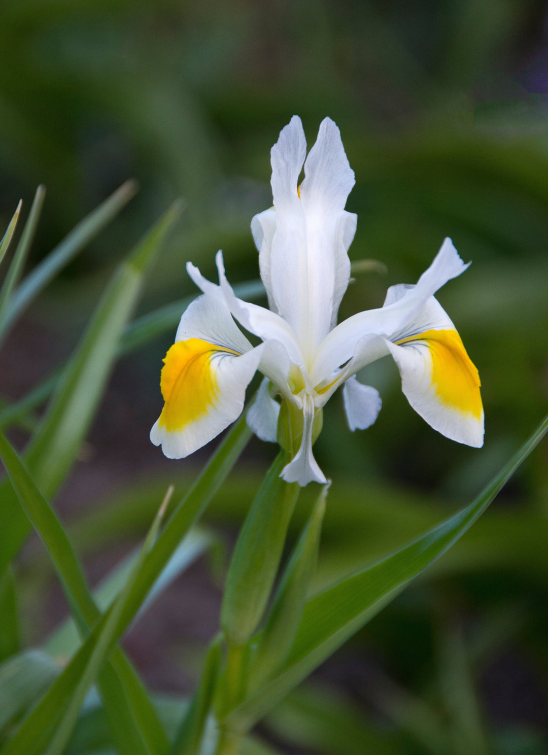 Iris white and yellow