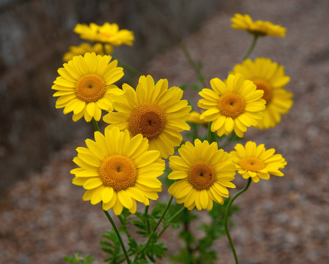 Sun loving daisy type plant