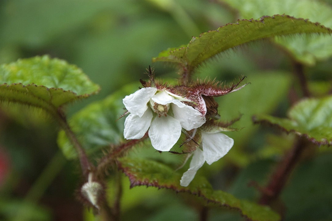 Plant with white flower and green leaves