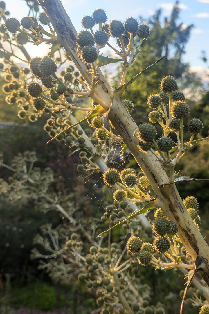 Eryngium paniculatum
