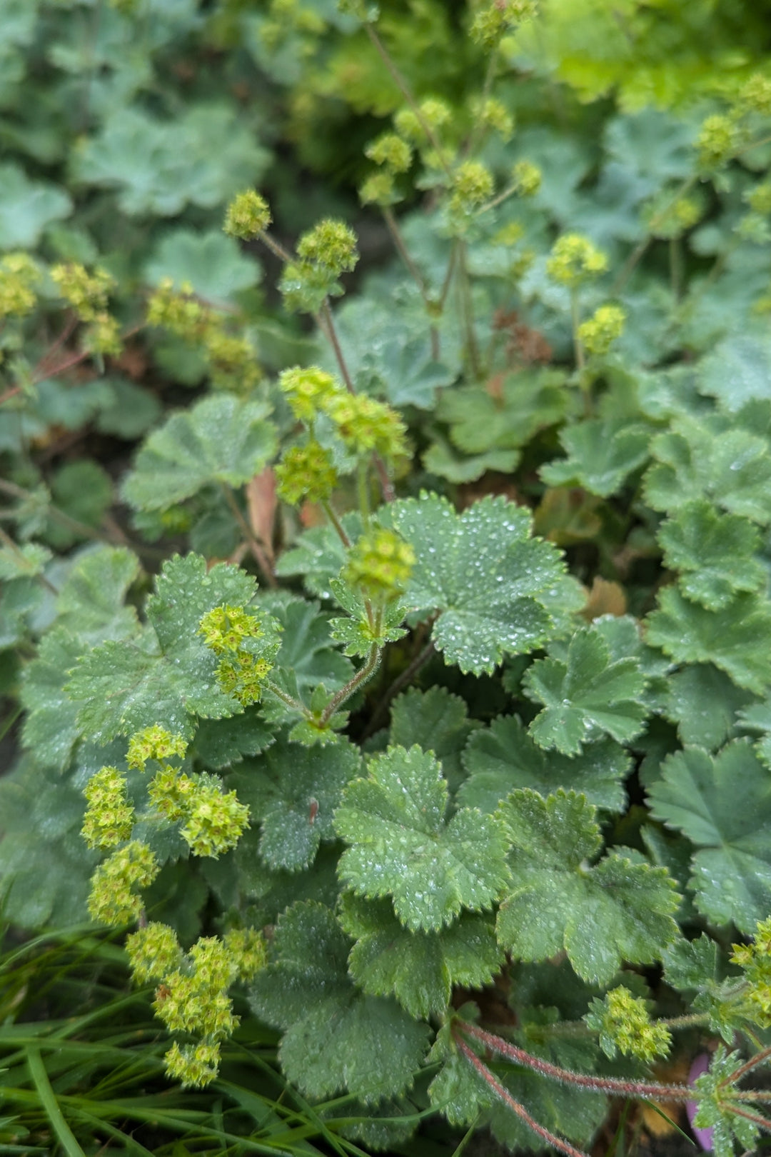Alchemilla erythropoda