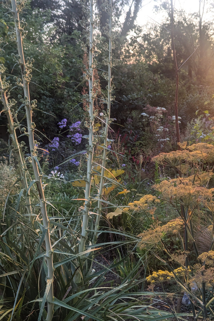 Eryngium paniculatum