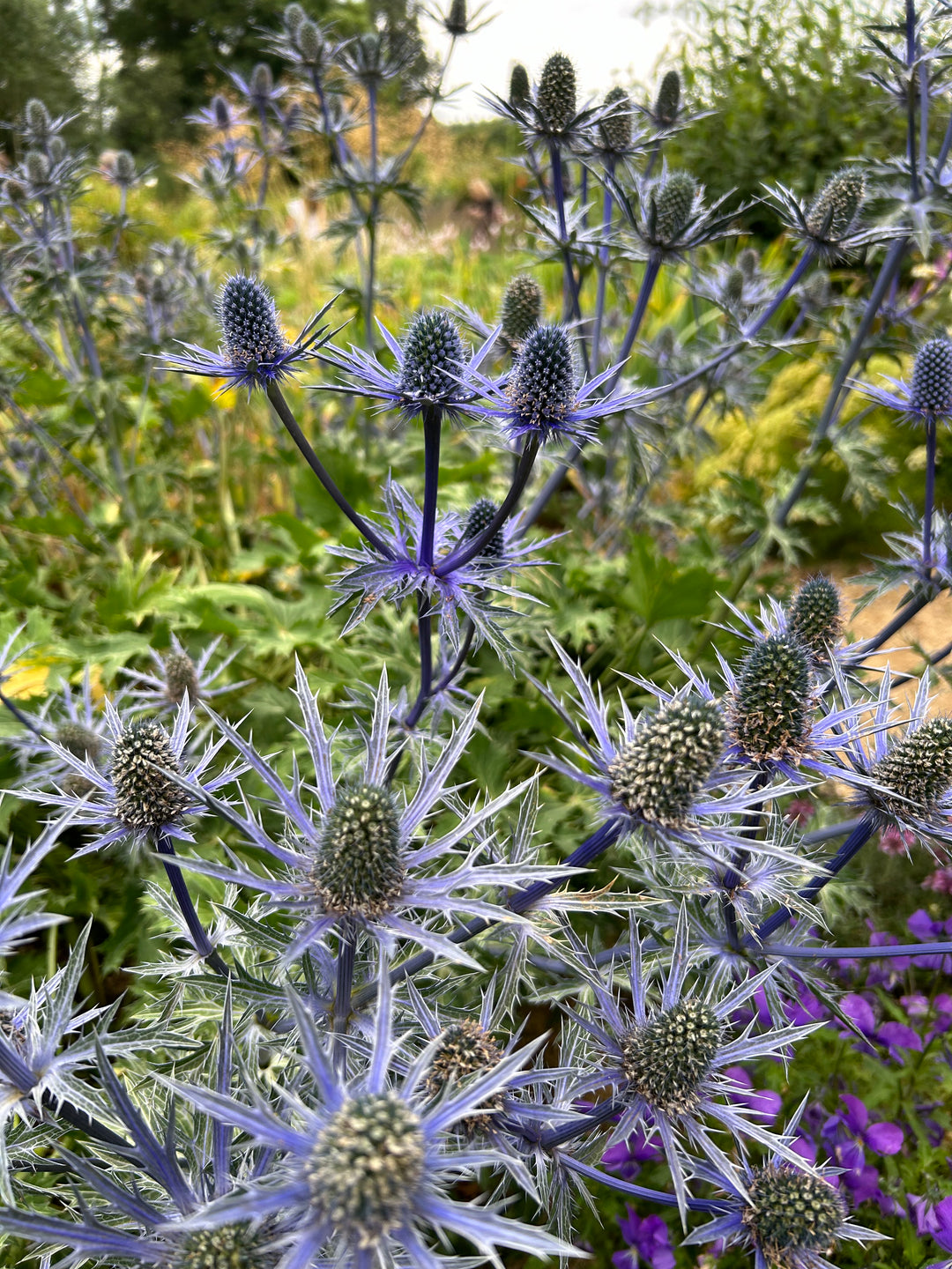 Eryngium x zabelii 'Big Blue' AGM