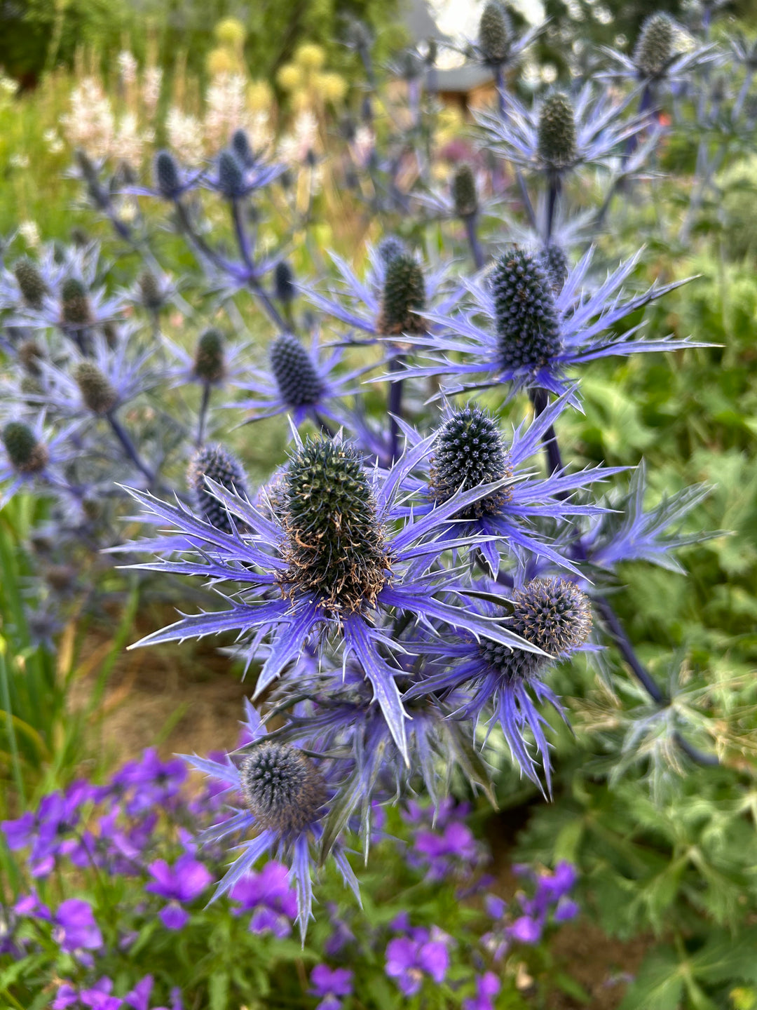 Eryngium x zabelii 'Big Blue' AGM