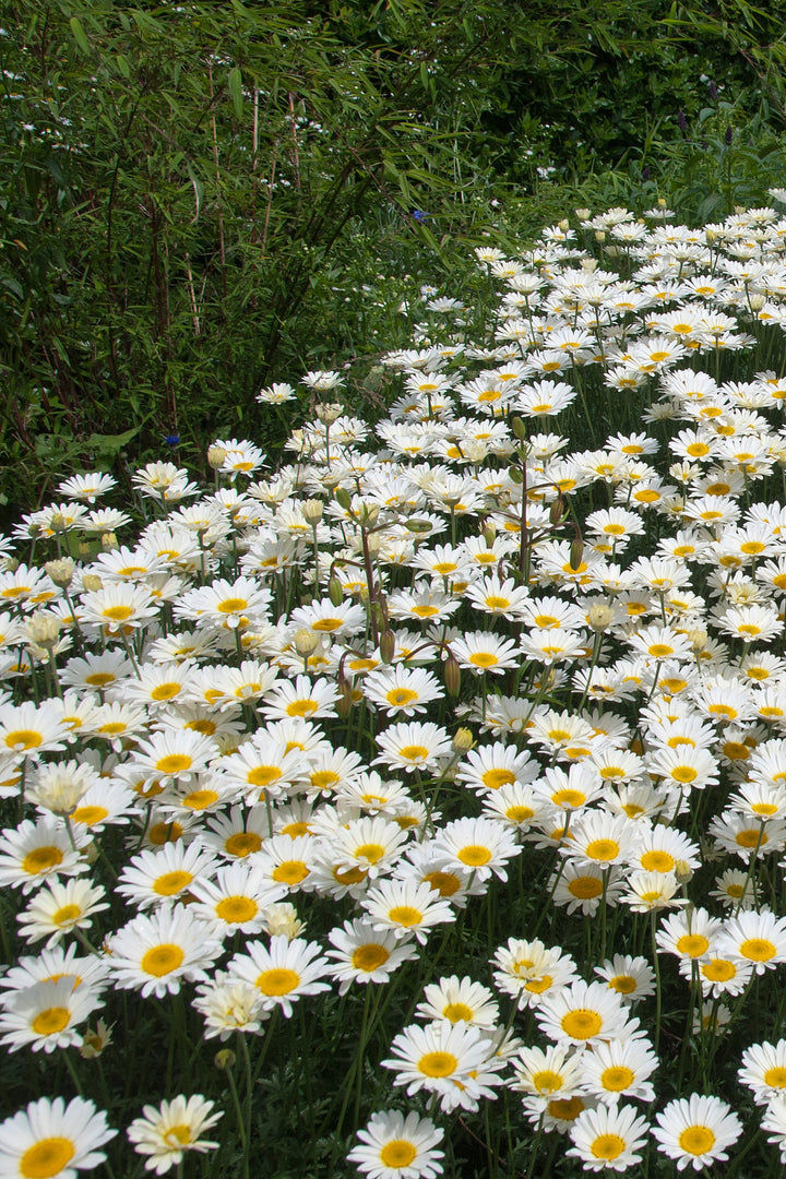 Anthemis 'Cally Cream'