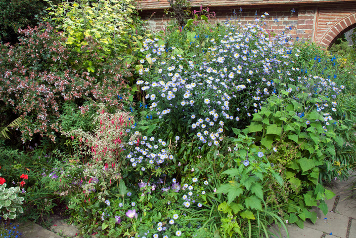 Symphyotrichum laeve 'Climax'