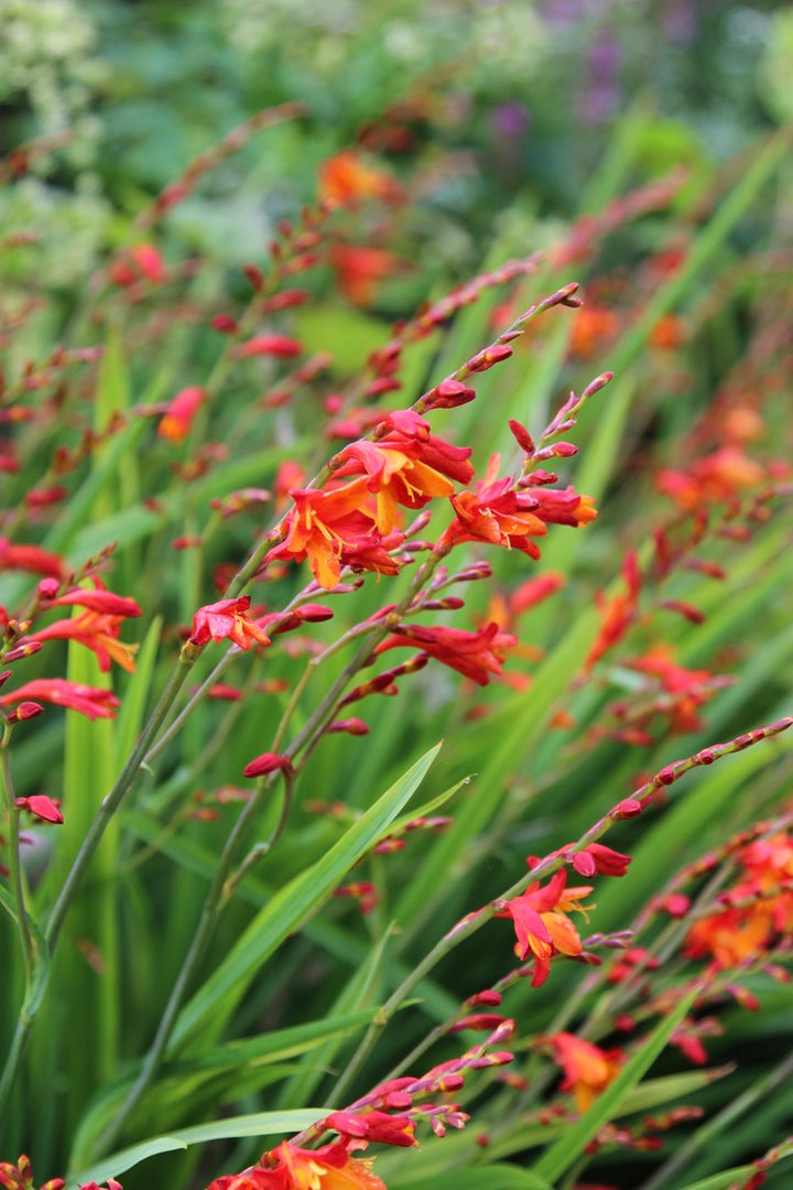 Crocosmia × crocosmiiflora 'Jackanapes'