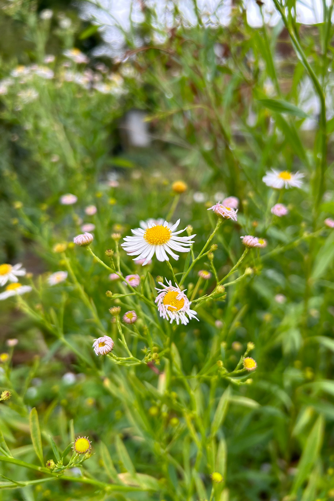 Boltonia asteroides var. latisquama 'Snowbank'