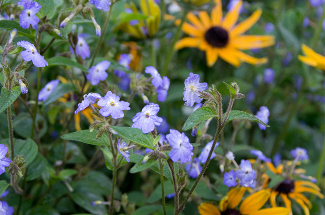 Great Dixter Seed- Browallia americana – Great Dixter House and
