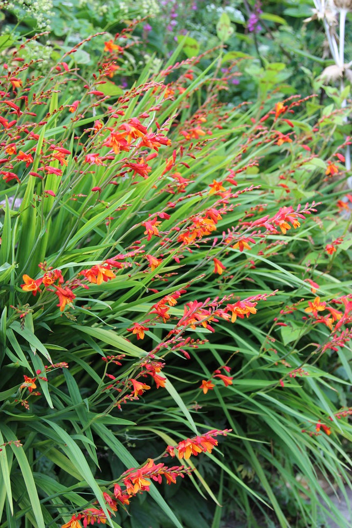 Crocosmia × crocosmiiflora 'Jackanapes'