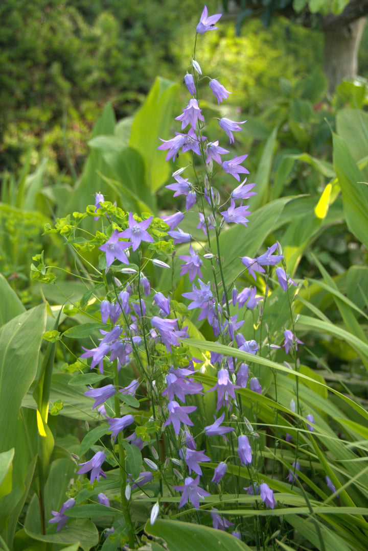 Campanula patula