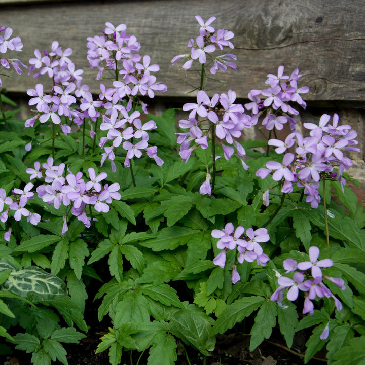 Cardamine quinquefolia Barn Garden