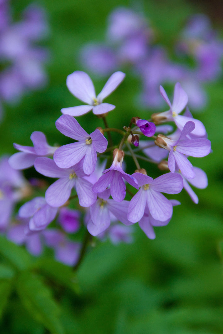 Cardamine quinquifolia flower