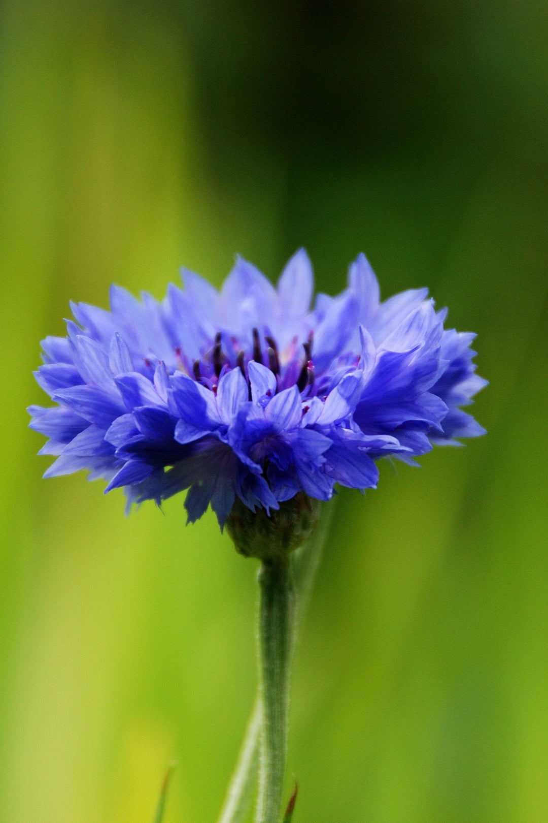 Centaurea cyanus 