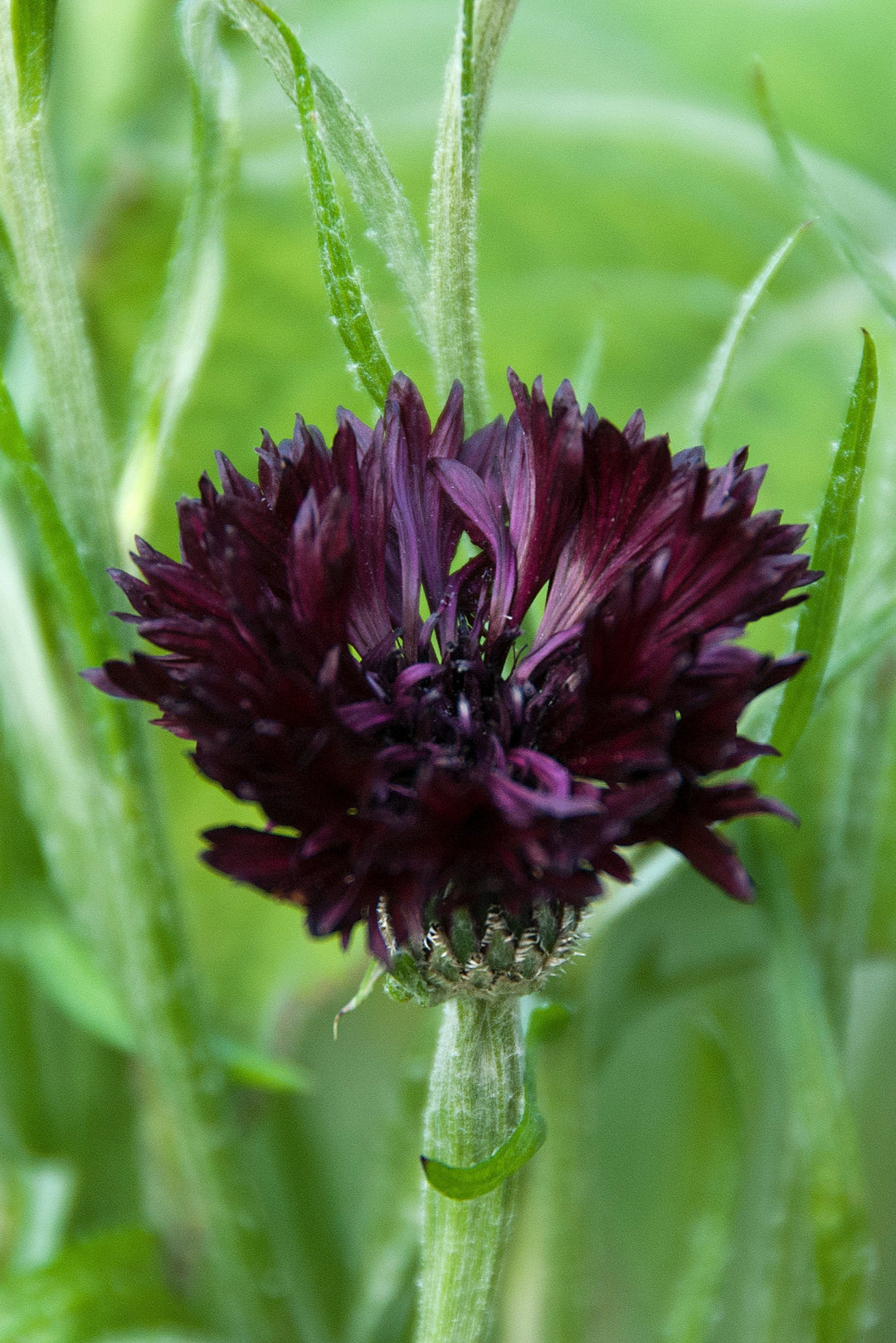 Centaurea cyanus Black Ball