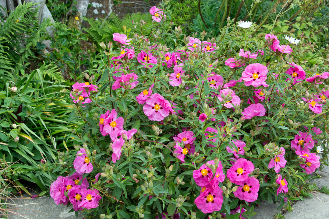 Cistus x purpureus AGM