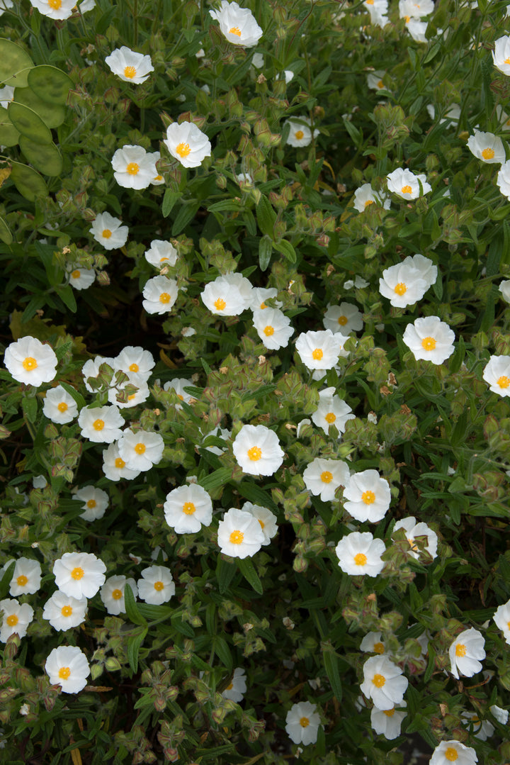 Cistus x platycephalus
