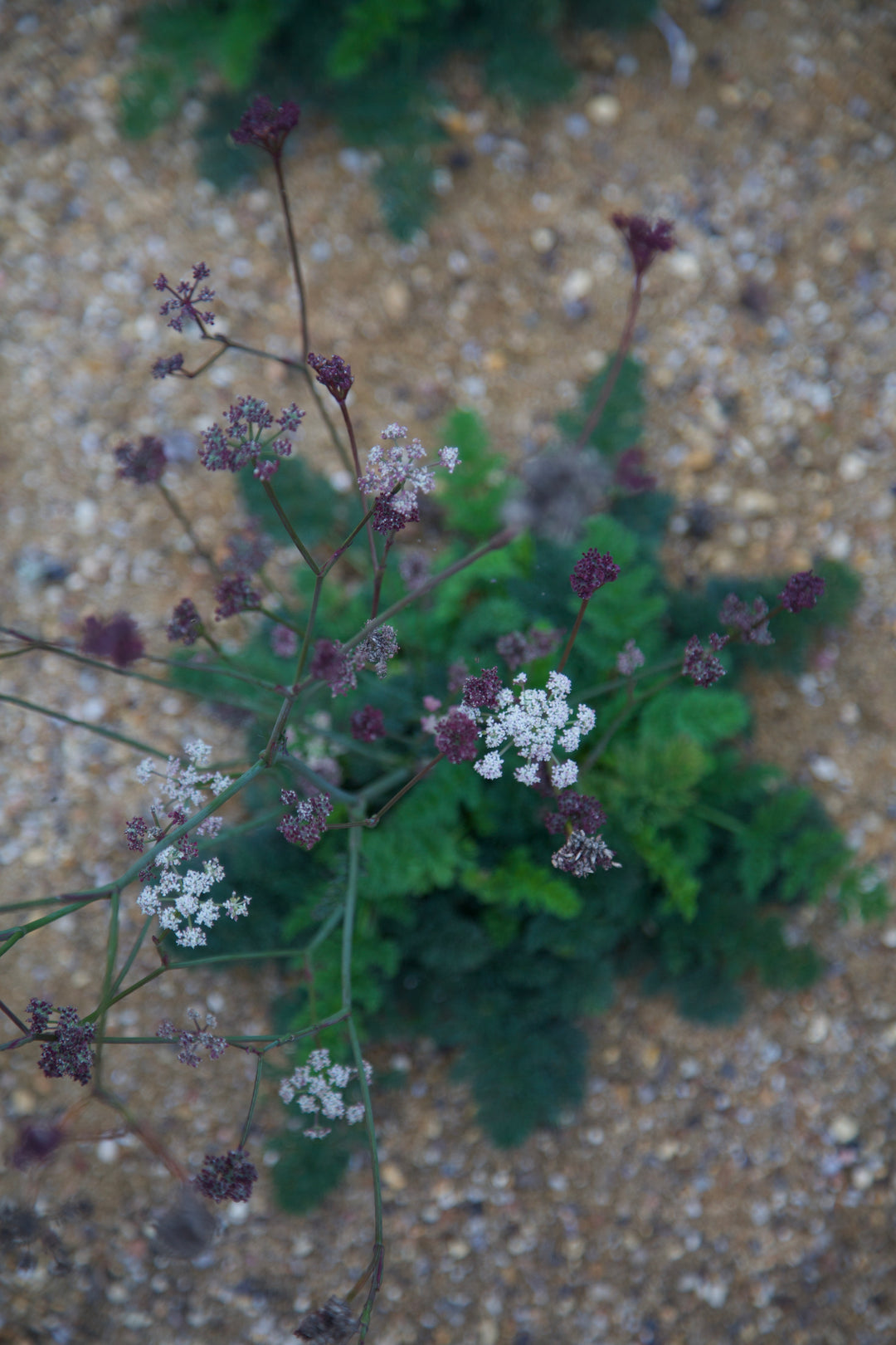 Seseli montanum