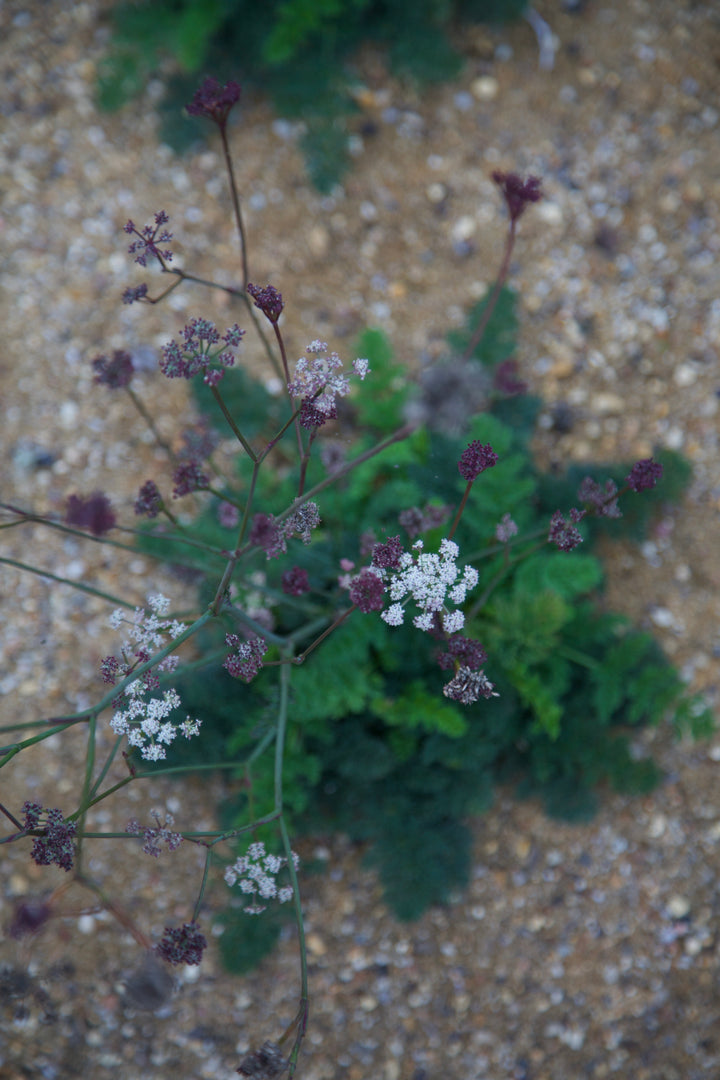Seseli montanum