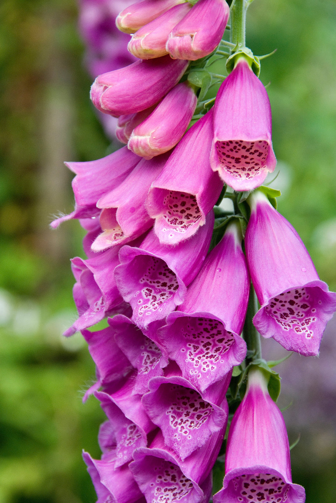 digitalis purpurea