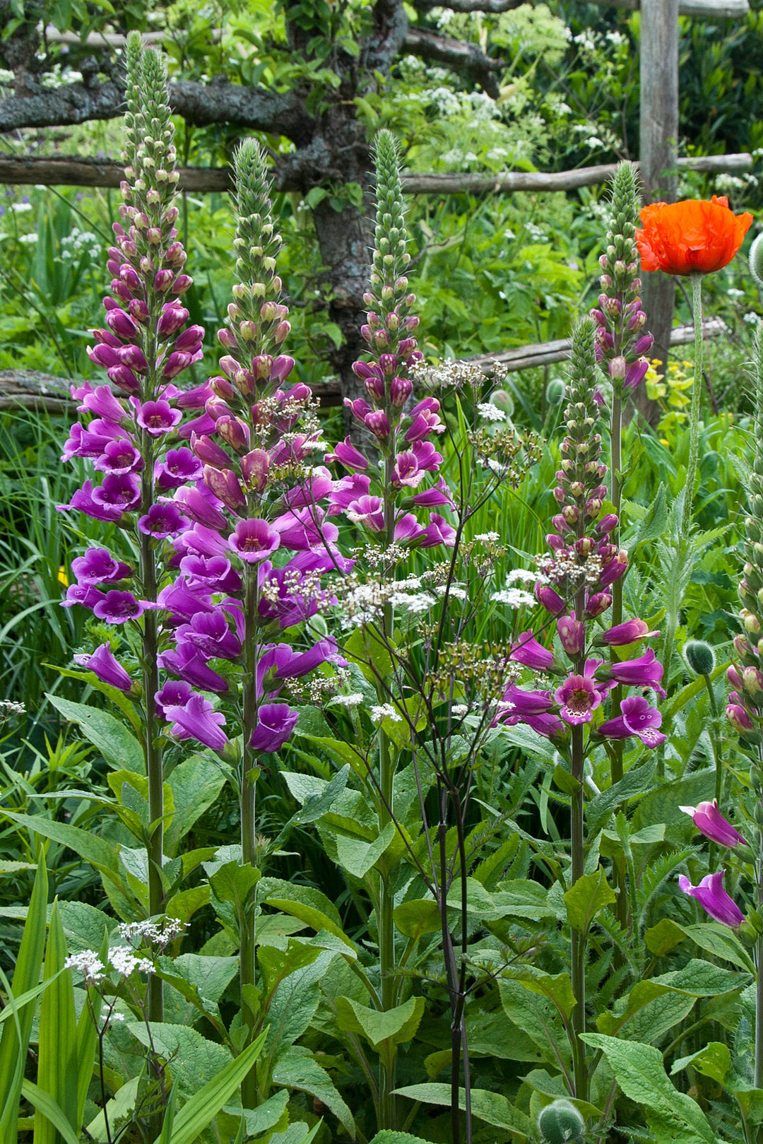 Digitalis purpurea in the HG