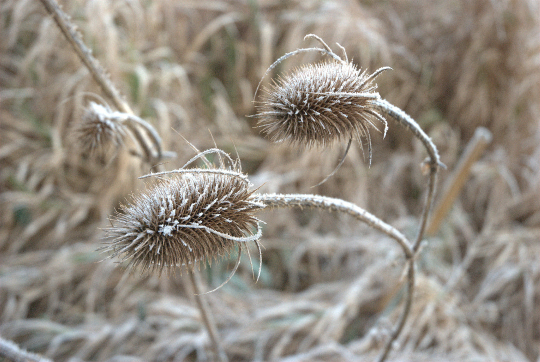 Dipsacus fullonum