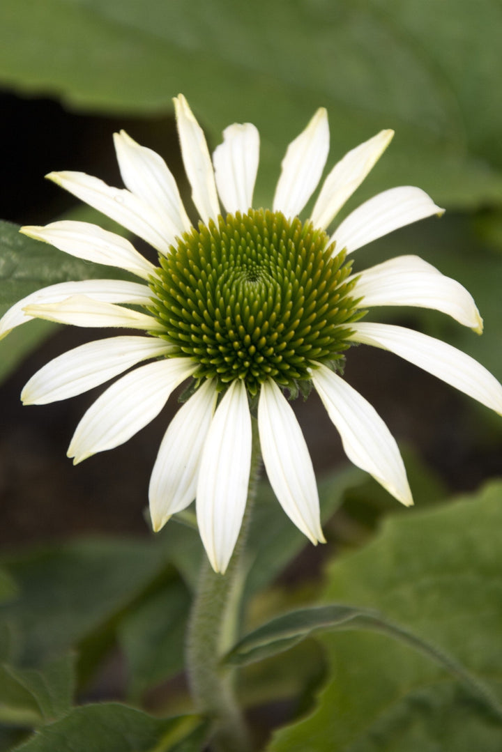 Echinacea purpurea 'Alba'