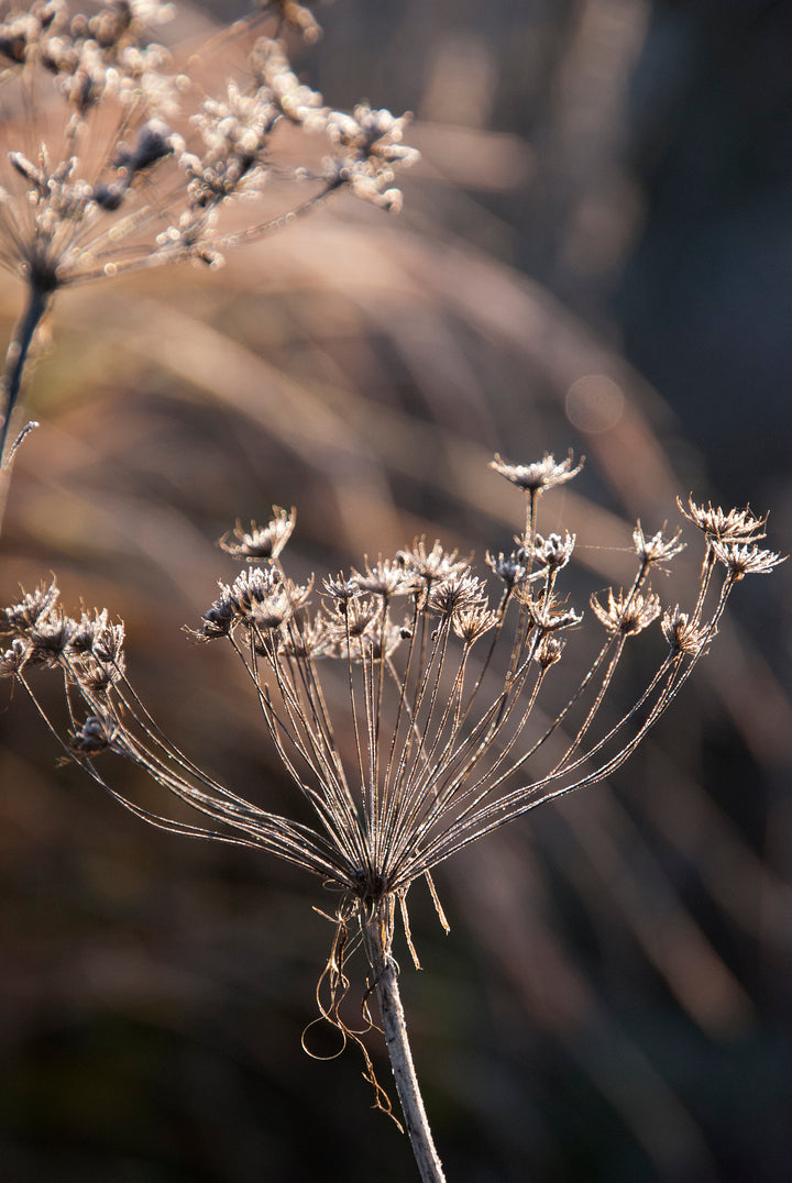 Foeniculum vulgare